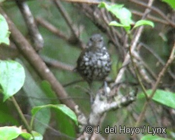 Sharp-tailed Streamcreeper - ML201272061