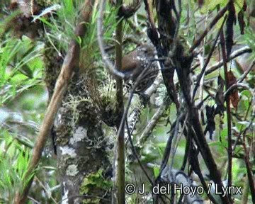 Sharp-tailed Streamcreeper - ML201272071