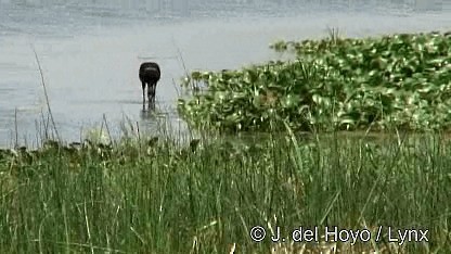 African Openbill - ML201272081
