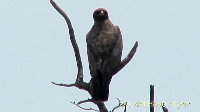 Wahlberg's Eagle - ML201272091