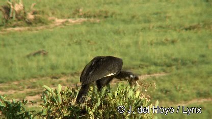 Abyssinian Ground-Hornbill - ML201272131