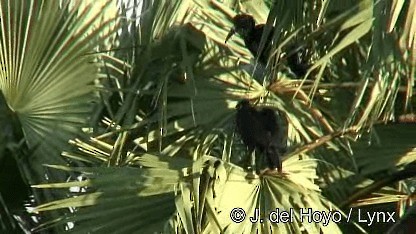 Abyssinian Ground-Hornbill - ML201272141