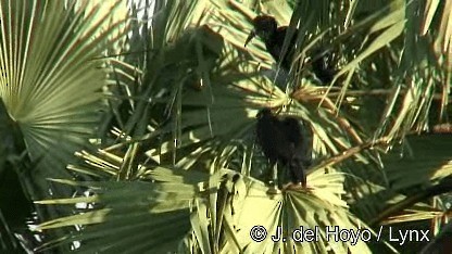 Abyssinian Ground-Hornbill - ML201272141