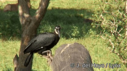 Abyssinian Ground-Hornbill - ML201272151