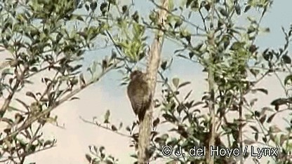 Nubian Woodpecker - ML201272171