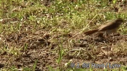 Spotted Morning-Thrush - ML201272221