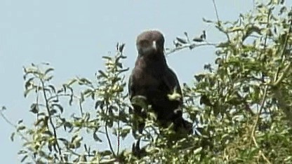 Brown Snake-Eagle - ML201272231