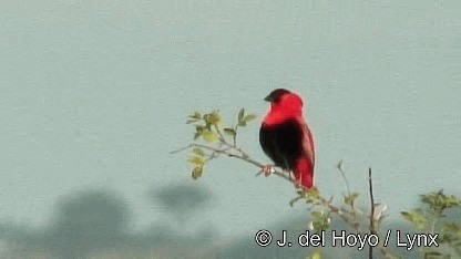 Northern Red Bishop - ML201272281