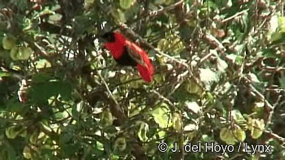 Northern Red Bishop - ML201272291