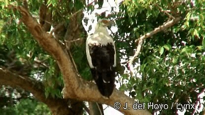 Palm-nut Vulture - ML201272321