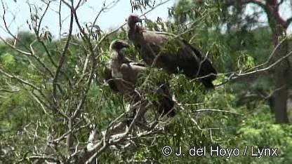 White-backed Vulture - ML201272331