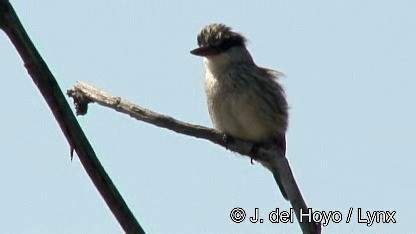 Striped Kingfisher - ML201272351