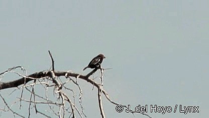 Black-billed Barbet - ML201272401