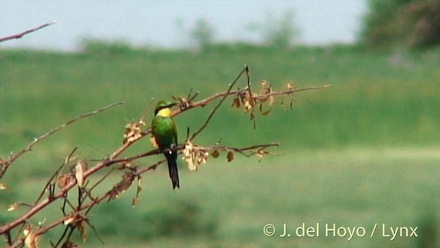 Swallow-tailed Bee-eater - ML201272411