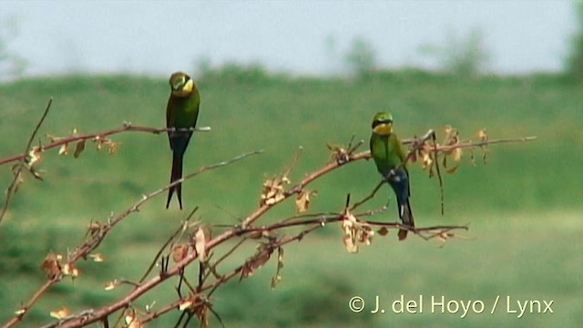 Swallow-tailed Bee-eater - ML201272421