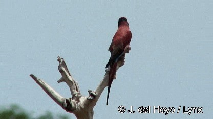 Northern Carmine Bee-eater - ML201272431