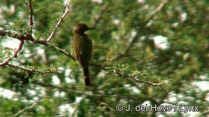 Little Bee-eater - ML201272441
