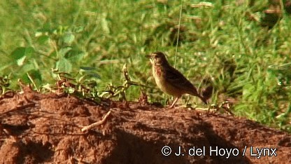 Flappet Lark - ML201272451