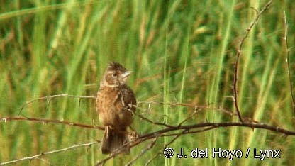 Alondra Aplaudidora Canela - ML201272481