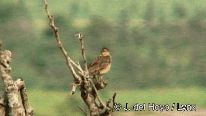 Alondra Aplaudidora Canela - ML201272491