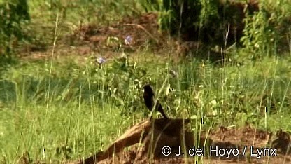 Sooty Chat - ML201272511