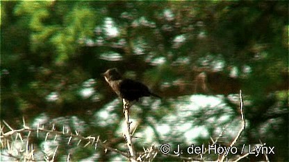 Sooty Chat - ML201272521