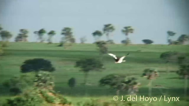 Denham's Bustard (Denham's) - ML201272531