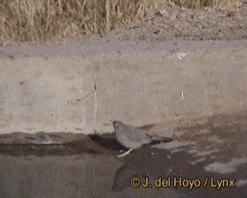 Jungle Babbler (Jungle) - ML201272551