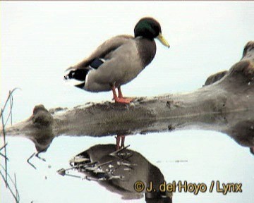 Mallard - ML201272581