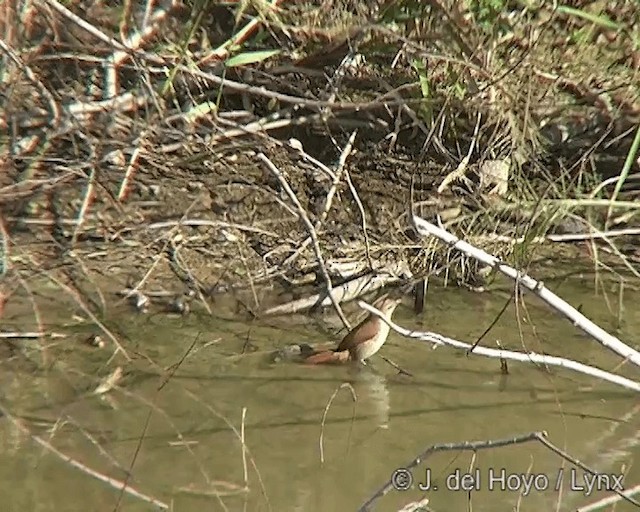 Yellow-chinned Spinetail - ML201272641