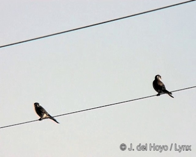 American Kestrel (South American) - ML201272661