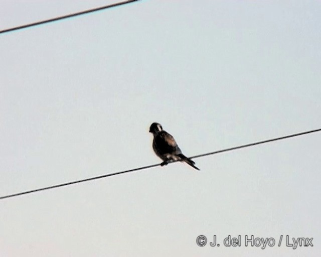 American Kestrel (South American) - ML201272671