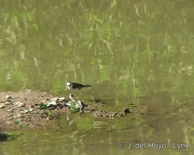 Schwarzrücken-Wassertyrann - ML201272681