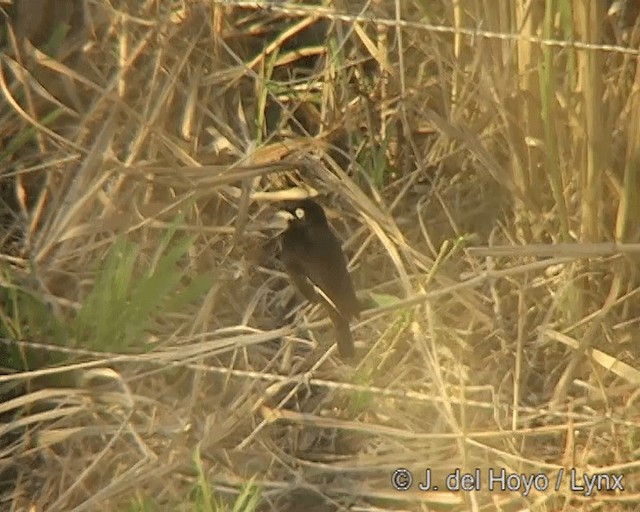Spectacled Tyrant - ML201272691