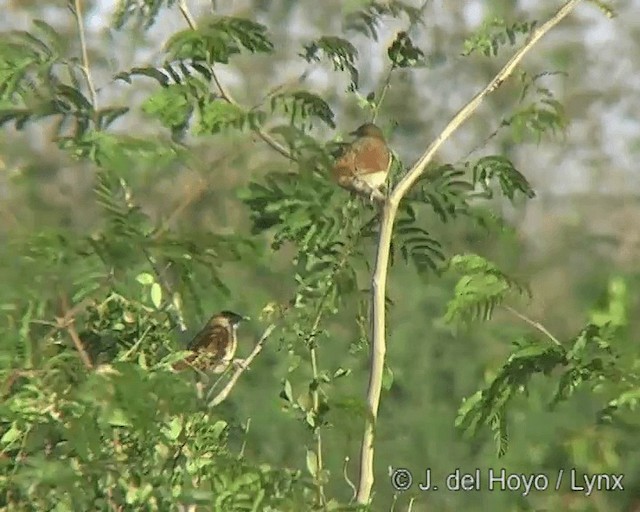 Greater Thornbird - ML201272711