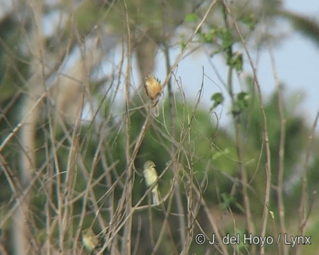 Tawny-bellied Seedeater - ML201272741