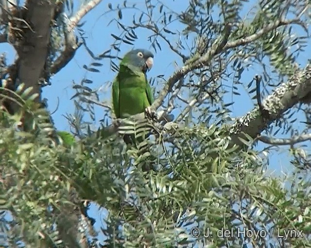 Blue-crowned Parakeet - ML201272781