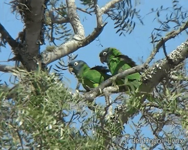 Conure à tête bleue - ML201272791