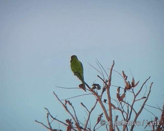 Conure couronnée - ML201272811