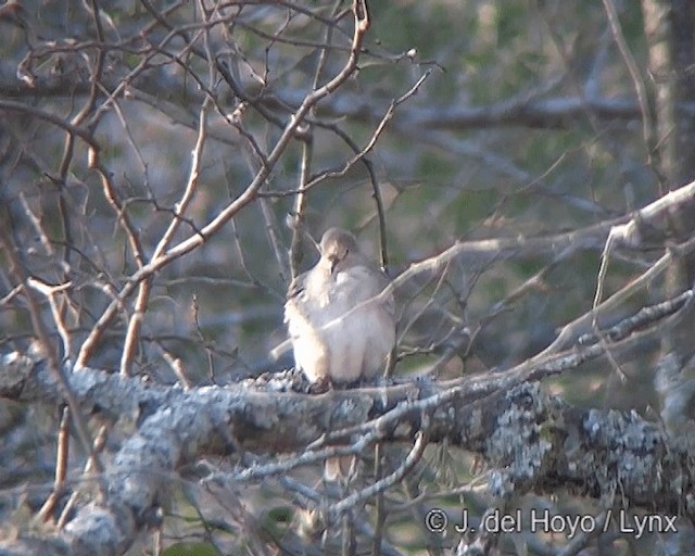 Picui Ground Dove - ML201272841