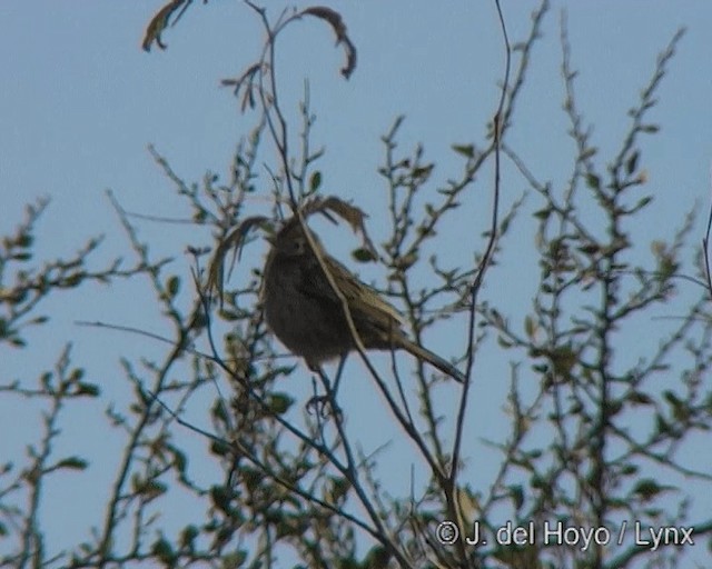 ヒバリカマドドリ - ML201272861