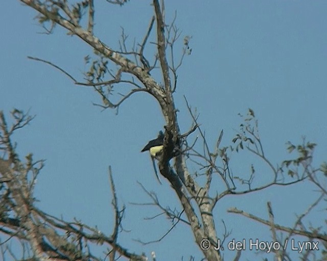 plysjskrike - ML201272881