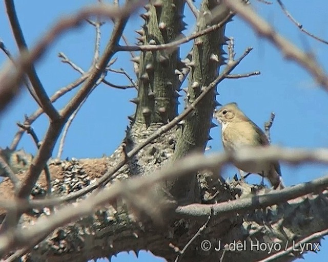 Crested Hornero - ML201272891