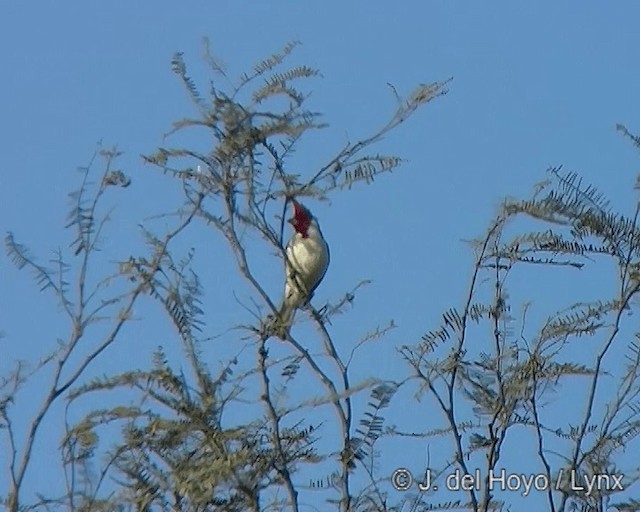 コウカンチョウ - ML201272931