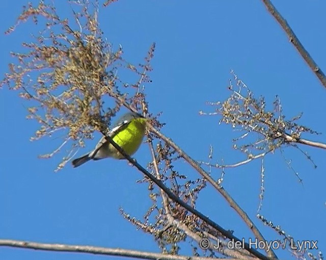 Tropikal Parula - ML201272941