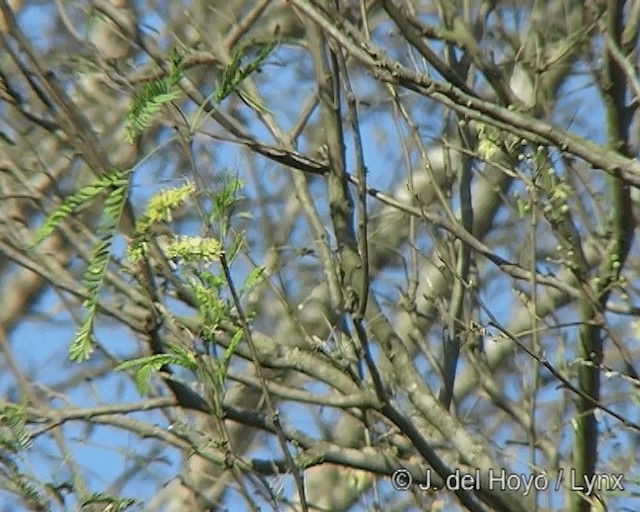 White-wedged Piculet - ML201272951