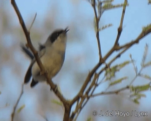 Masked Gnatcatcher - ML201272961