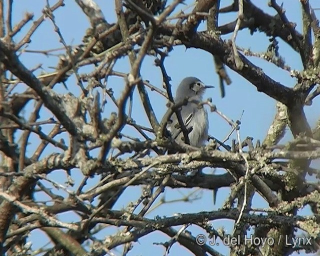 Masked Gnatcatcher - ML201272971