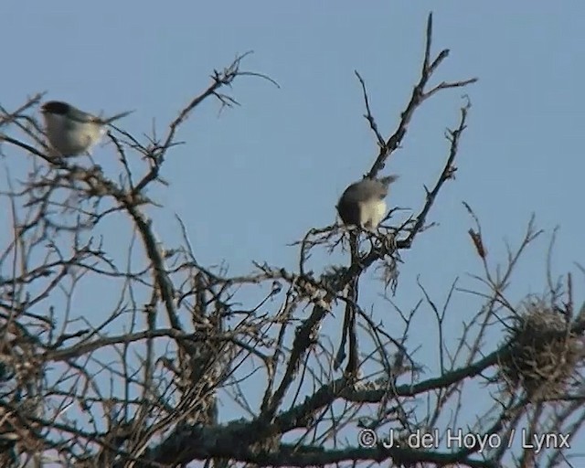 ズグロシトド - eBird