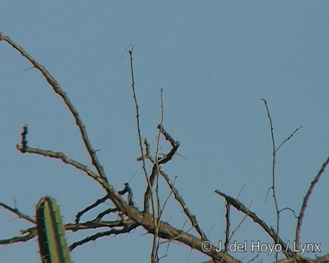 Golden-billed Saltator - ML201272991